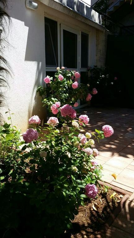 Apartments Palm House Ρόβινι Εξωτερικό φωτογραφία